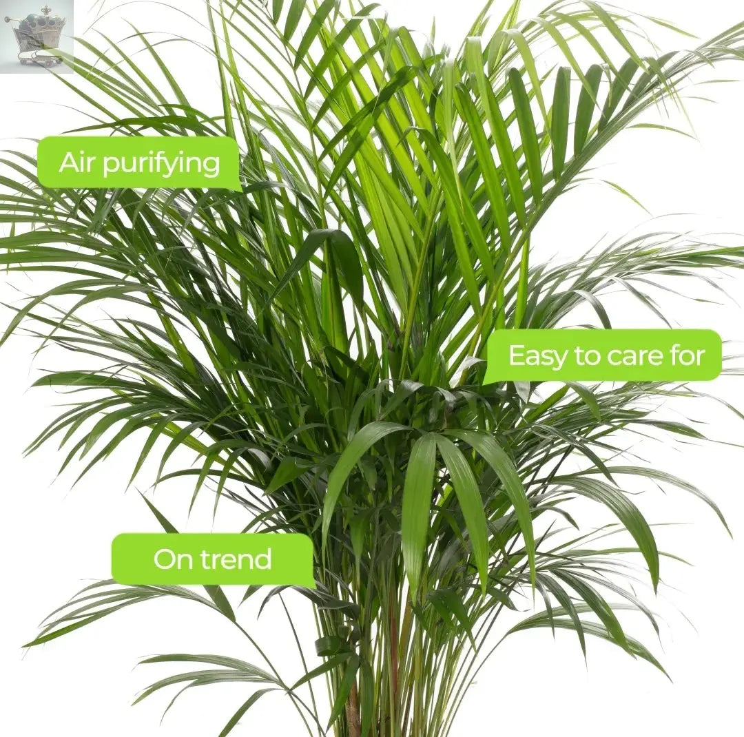 Areca Palm Large Indoor House Plant Real Tropical Exotic Evergreen Tall Plants Royalcart