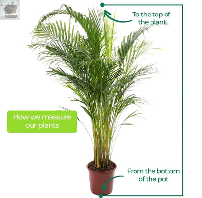 Areca Palm Large Indoor House Plant Real Tropical Exotic Evergreen Tall Plants Royalcart