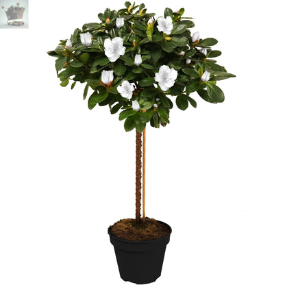 Azalea Japonica Lollipop Stem Trees | White, Orange, Bicolour | 60-80cm Royalcart