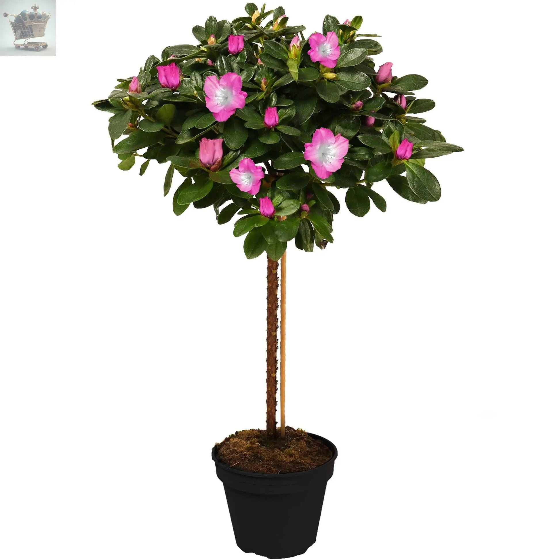 Azalea Japonica Lollipop Stem Trees | White, Orange, Bicolour | 60-80cm Royalcart