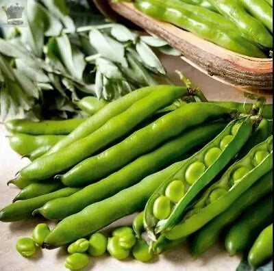 BROAD BEAN SEEDS X 50 seeds Aquadulce Claudia' High Grade Vegetable Seeds Royalcart