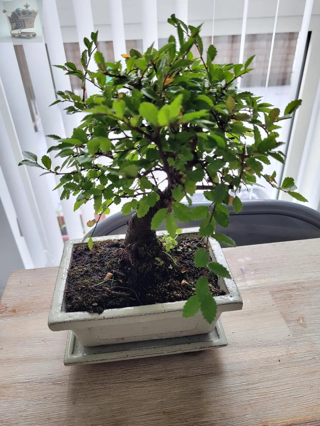 Bonsai Ornamental Broom Tree In Tray - Royalcart
