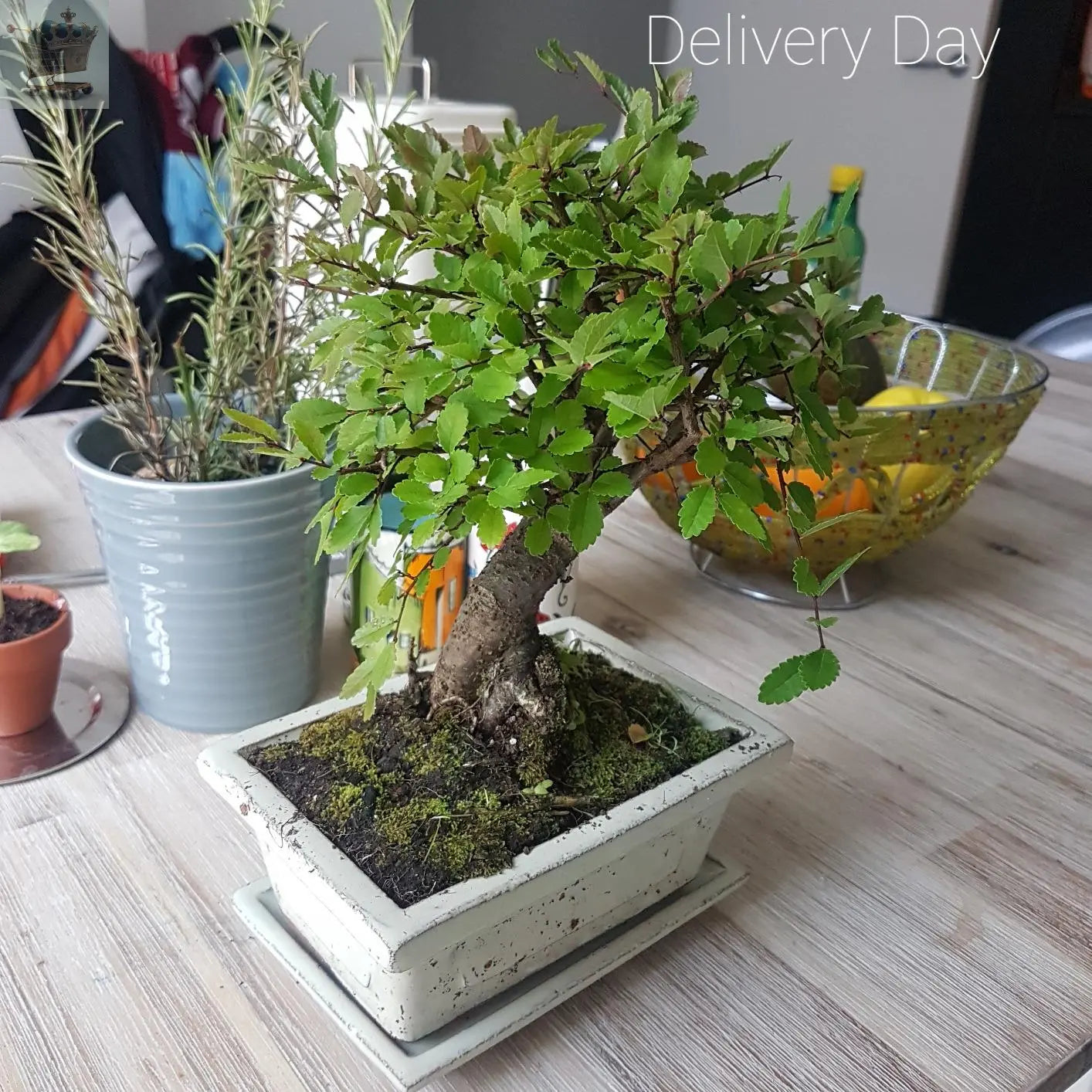 Bonsai Ornamental Broom Tree In Tray Royalcart