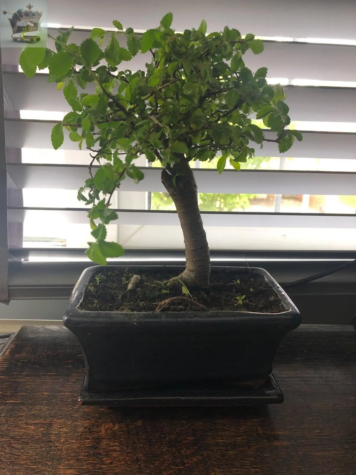 Bonsai Ornamental Broom Tree In Tray Royalcart