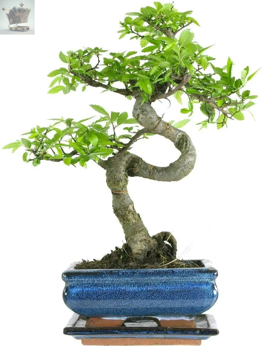 Bonsai Tree with Pot And Tray 22cm to 30cm High Royalcart