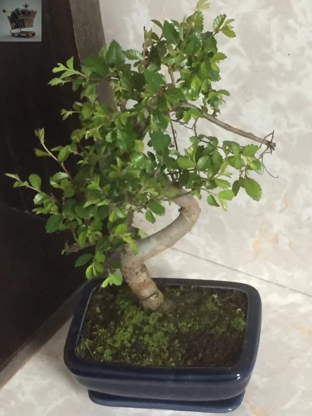 Bonsai Tree with Pot And Tray 22cm to 30cm High Royalcart