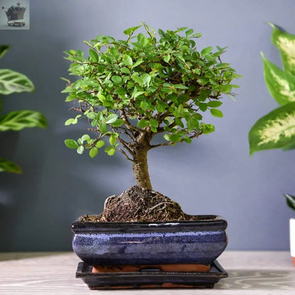 Bonsai Zelkova in Ceramic with Saucer Gift Wrapped Royalcart