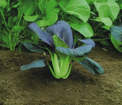 CABBAGE 400 seeds PAK CHOI RED  CHOI Royalcart