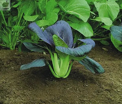 CABBAGE 400 seeds PAK CHOI RED  CHOI Royalcart