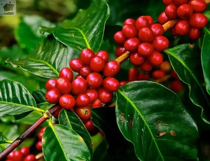 COFFEE PLANT 10 SEEDS - Dwarf Tropical Coffee House Plant - Coffea arabica nana - Royalcart