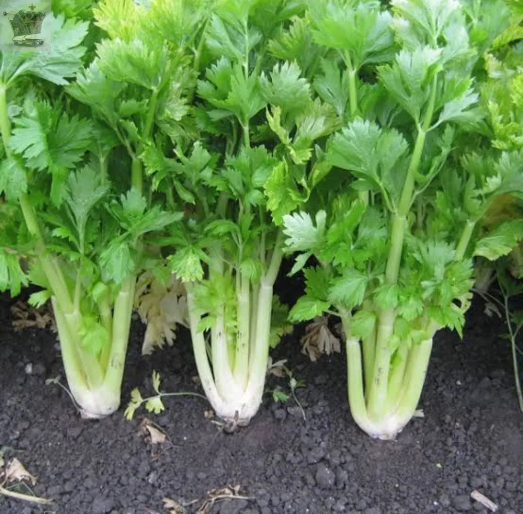 Celery Seeds - Qty 1200 - Golden Self Blanching - Vegetable Seeds Royalcart