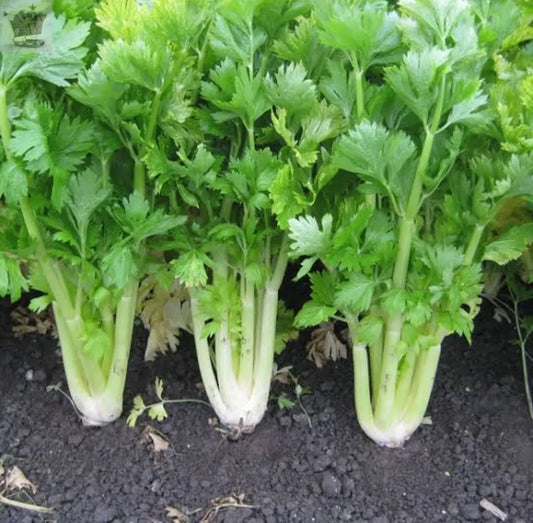 Celery Seeds - Qty 1200 - Golden Self Blanching - Vegetable Seeds Royalcart