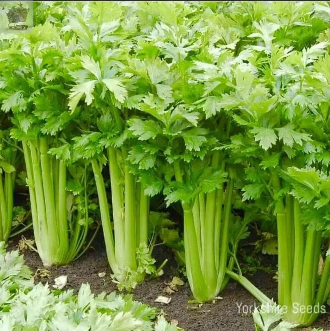 Celery Seeds - Qty 1200 - Golden Self Blanching - Vegetable Seeds Royalcart