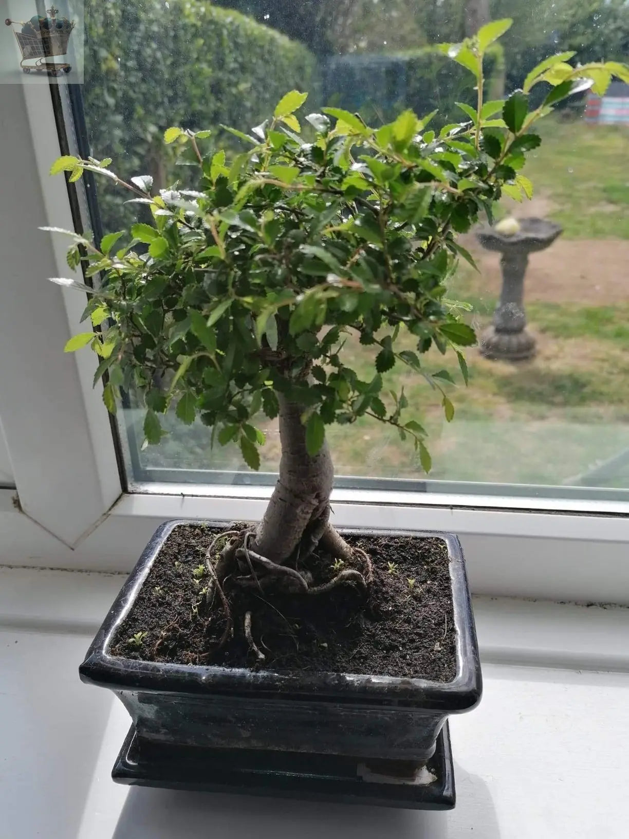 Chinese Elm Bonsai Tree Broom Style with Matching Ceramic Bonsai Tray Royalcart