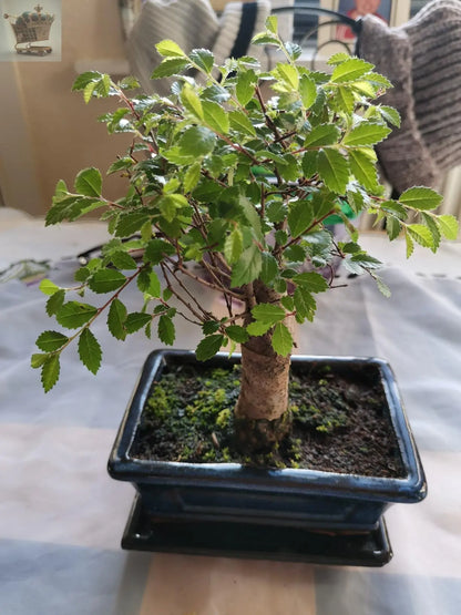 Chinese Elm Bonsai Tree Broom Style with Matching Ceramic Bonsai Tray Royalcart