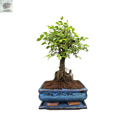 Chinese Elm Bonsai Tree Broom Style with Matching Ceramic Bonsai Tray Royalcart