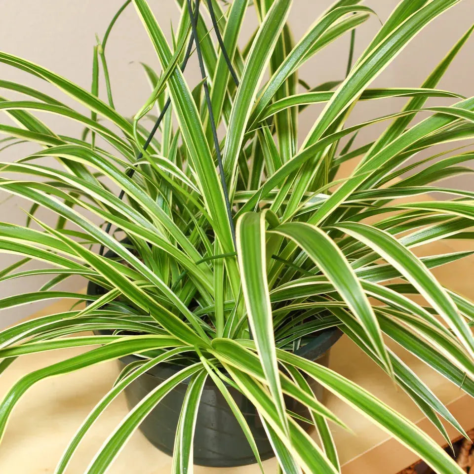 Chlorophytum Variegatum - Spider Plant | Best Indoor Plants | 20-30cm with Pot Royalcart