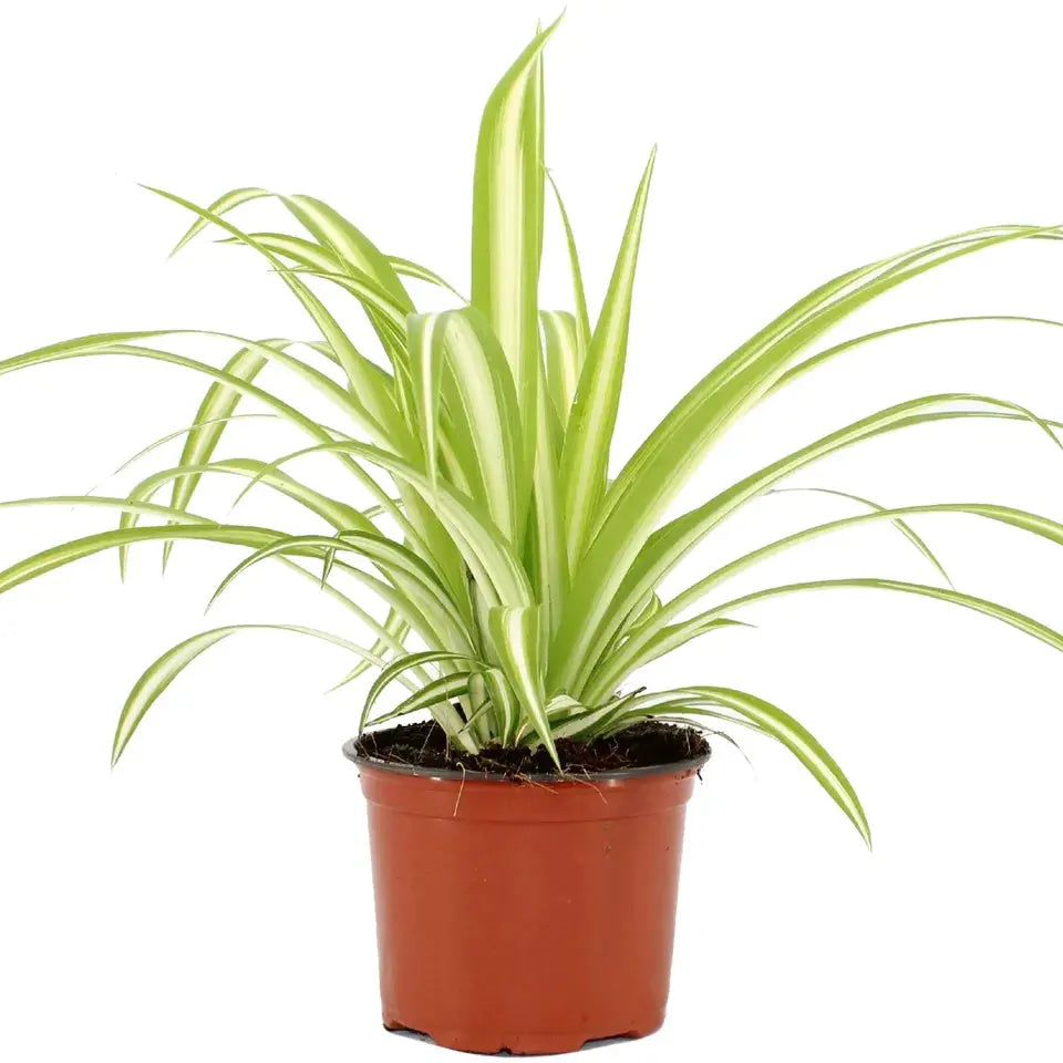 Chlorophytum Variegatum - Spider Plant | Best Indoor Plants | 20-30cm with Pot Royalcart