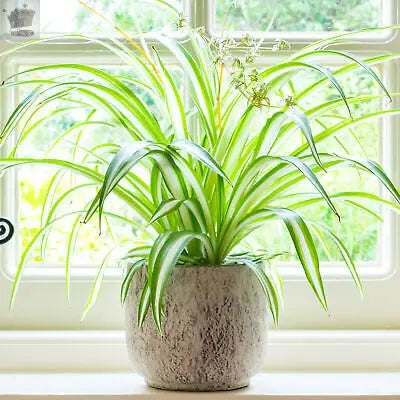 Chlorophytum Variegatum - Spider Plant | Best Indoor Plants | 20-30cm with Pot Royalcart