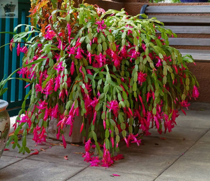 Christmas Cactus Tricolour in 9cm Pot - Schlumbergera with Three Flower Colours Royalcart