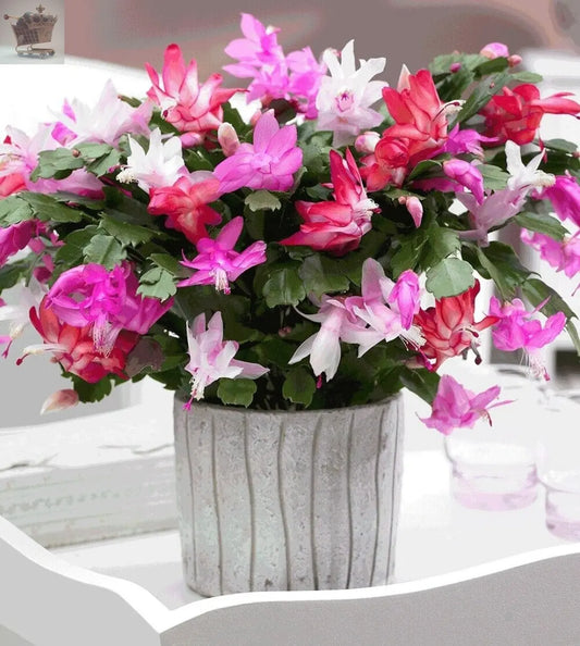 Christmas Cactus Tricolour in 9cm Pot - Schlumbergera with Three Flower Colours Royalcart