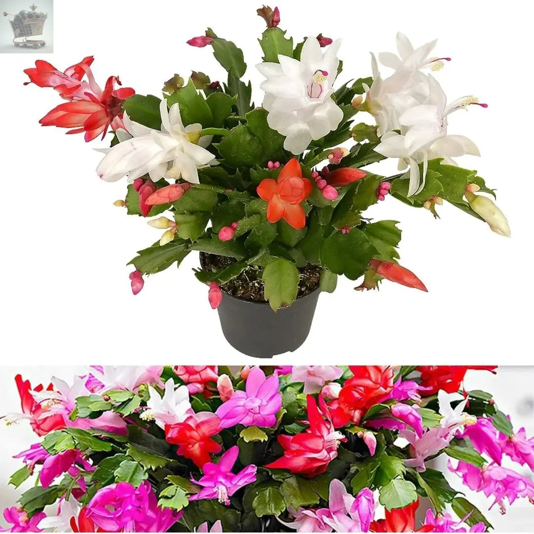 Christmas Cactus Tricolour in 9cm Pot - Schlumbergera with Three Flower Colours Royalcart