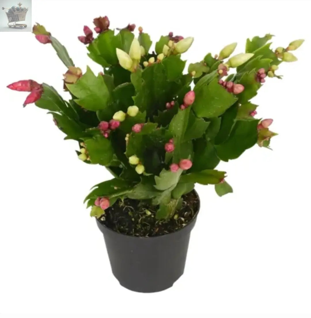 Christmas Cactus Tricolour in 9cm Pot - Schlumbergera with Three Flower Colours Royalcart