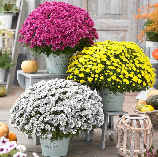 Chrysanthemum Belgian Mums Erina Red 1 x 1 litre pot, Hardy Perennial Royalcart