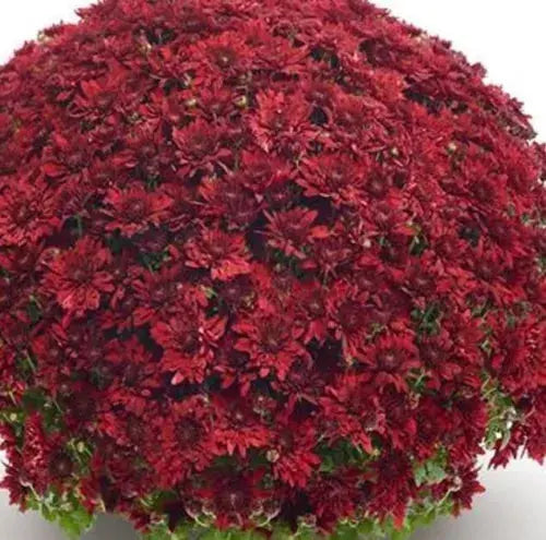 Chrysanthemum Belgian Mums Erina Red 1 x 1 litre pot, Hardy Perennial Royalcart