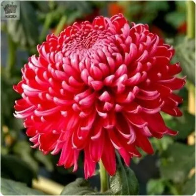 Chrysanthemum 'Regal Mist Red' X 6 Plug Plants - Good for Cut Flowers Royalcart