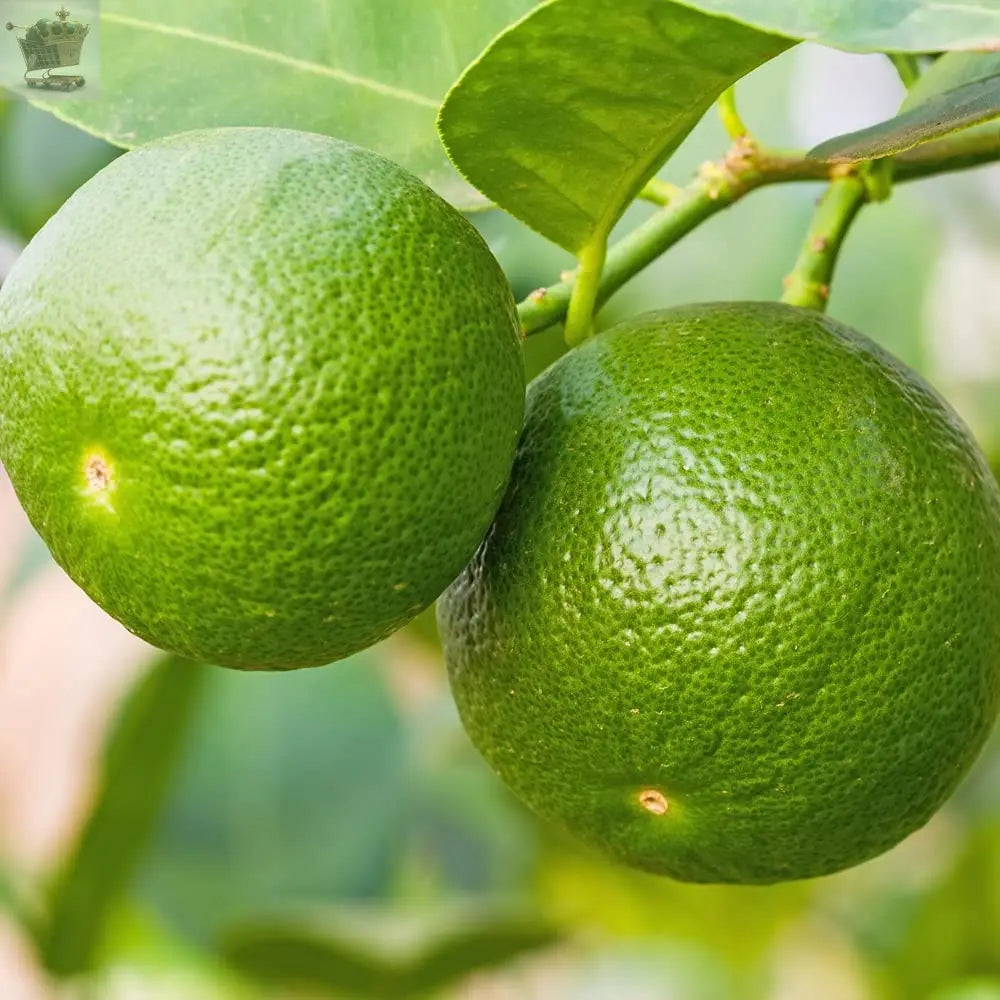 Citrus auranifolia 'Mexican Lime' in a 9cm Pot Royalcart