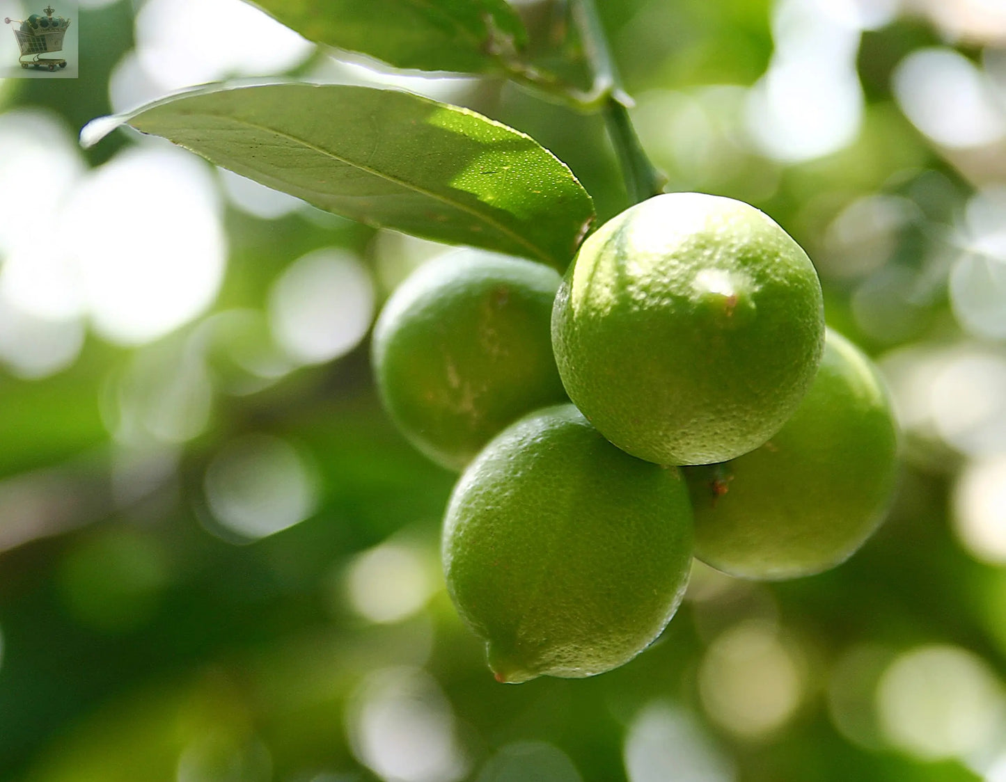 Citrus auranifolia 'Mexican Lime' in a 9cm Pot Royalcart