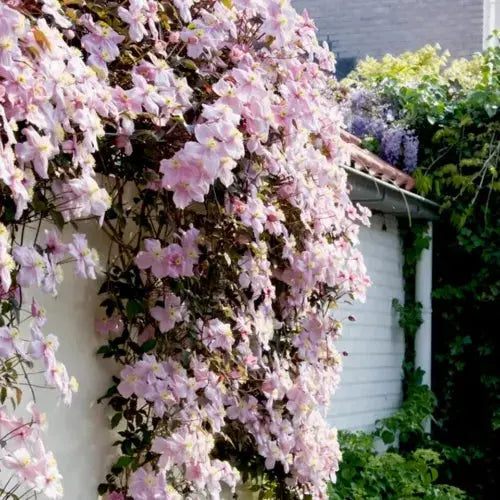 Clematis Montana Pink Perfection. The Mile-a Minute Quick Climbing Royalcart