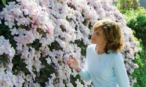 Clematis Montana Pink Perfection. The Mile-a Minute Quick Climbing Royalcart