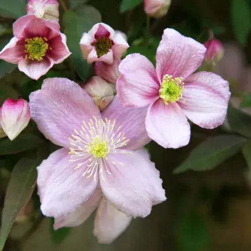 Clematis Montana Pink Perfection. The Mile-a Minute Quick Climbing Royalcart