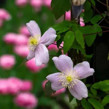 Clematis Montana Pink Perfection. The Mile-a Minute Quick Climbing Royalcart