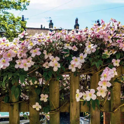 Clematis Montana Pink Perfection. The Mile-a Minute Quick Climbing Royalcart