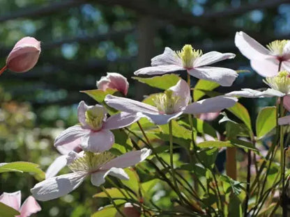 Clematis Montana Pink Perfection. The Mile-a Minute Quick Climbing Royalcart