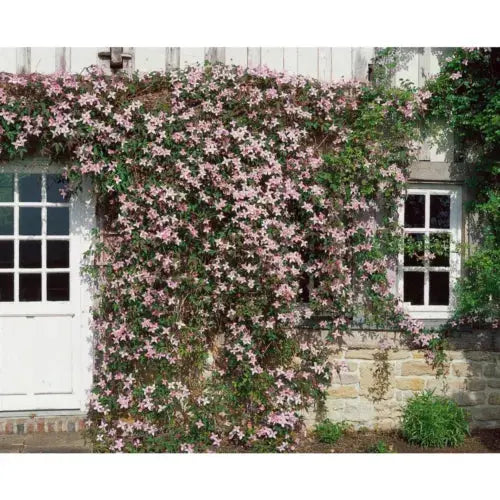 Clematis Montana Pink Perfection. The Mile-a Minute Quick Climbing Royalcart