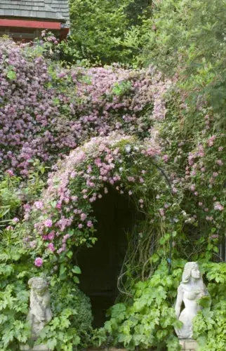 Clematis Montana Pink Perfection. The Mile-a Minute Quick Climbing Royalcart