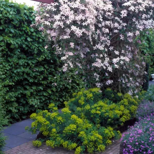 Clematis Montana Pink Perfection. The Mile-a Minute Quick Climbing Royalcart