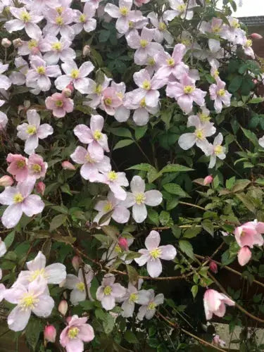 Clematis Montana Pink Perfection. The Mile-a Minute Quick Climbing Royalcart