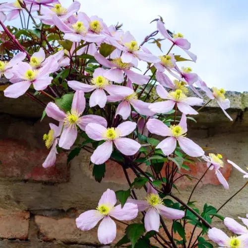 Clematis Montana Pink Perfection. The Mile-a Minute Quick Climbing Royalcart