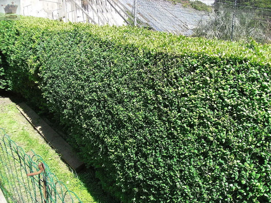 Common Box 20-40cm, Buxus Sempervirens,Big Bushy Evergreen Hedging Plants Royalcart