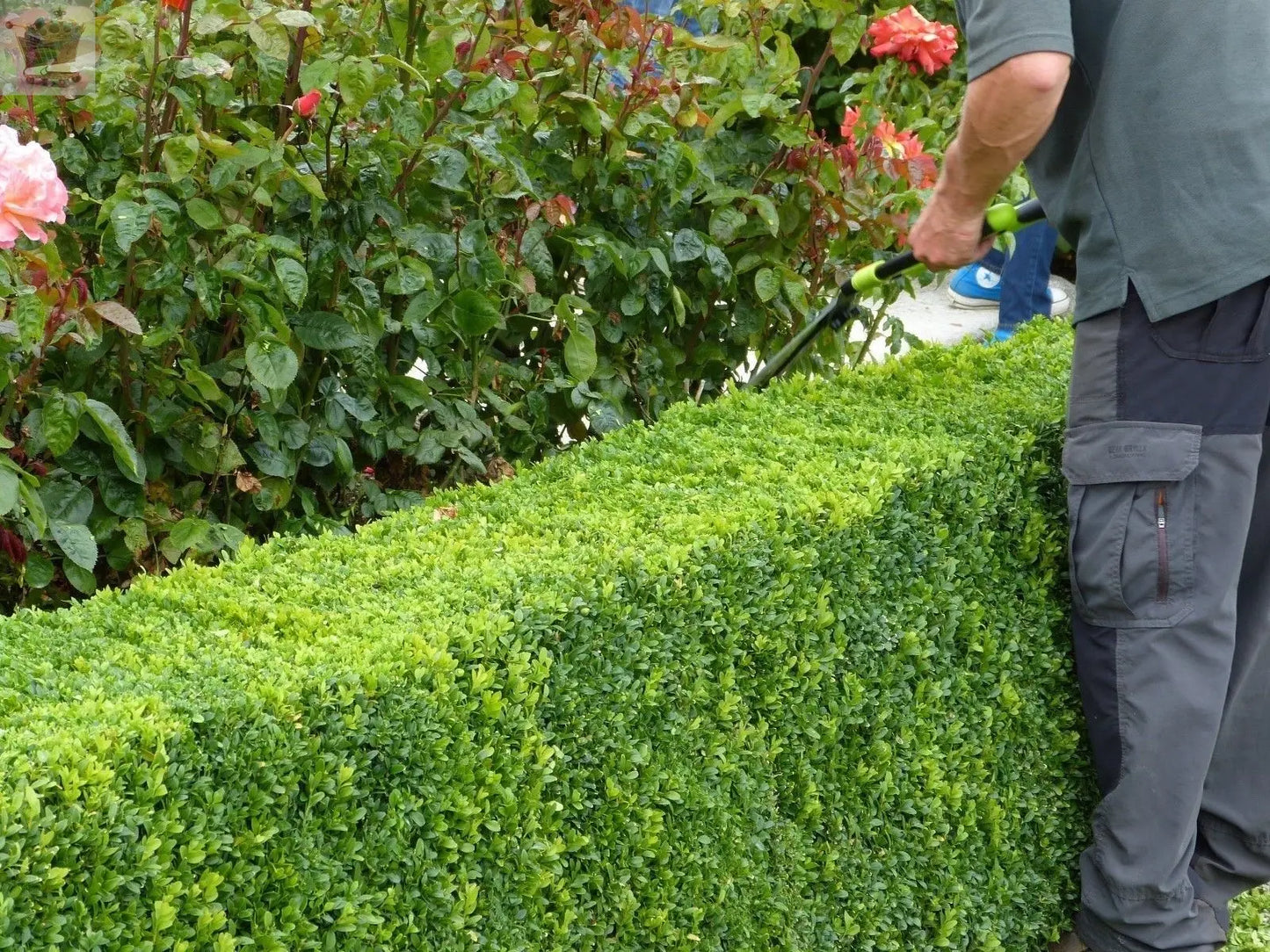 Common Box 20-40cm, Buxus Sempervirens,Big Bushy Evergreen Hedging Plants Royalcart