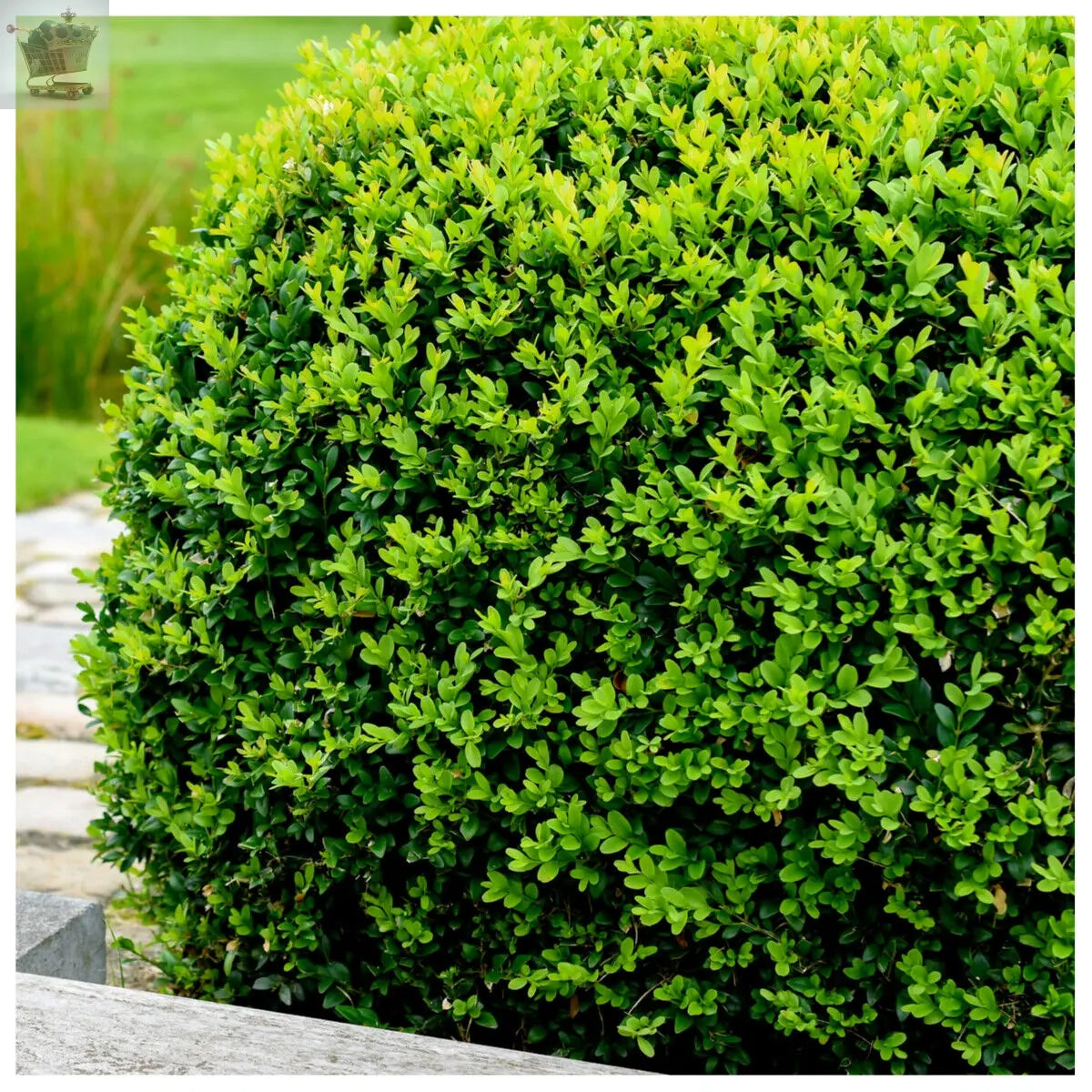 Common Box 20-40cm, Buxus Sempervirens,Big Bushy Evergreen Hedging Plants Royalcart