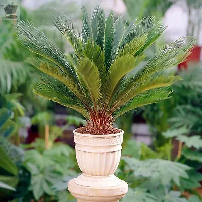 Cycas Revoluta - Sago Palm | Home or Office Plant (30-40cm Incl. Pot) Royalcart