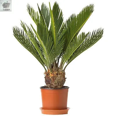 Cycas Revoluta - Sago Palm | Home or Office Plant (30-40cm Incl. Pot) Royalcart