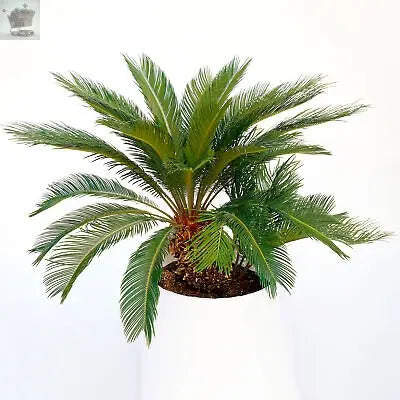 Cycas Revoluta - Sago Palm | Home or Office Plant (30-40cm Incl. Pot) Royalcart