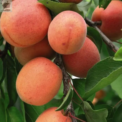 Dwarf Apricot Flavourcot Tree 4-litre potted plant Royalcart